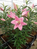 [5199 Kendall VH No02.JPG]